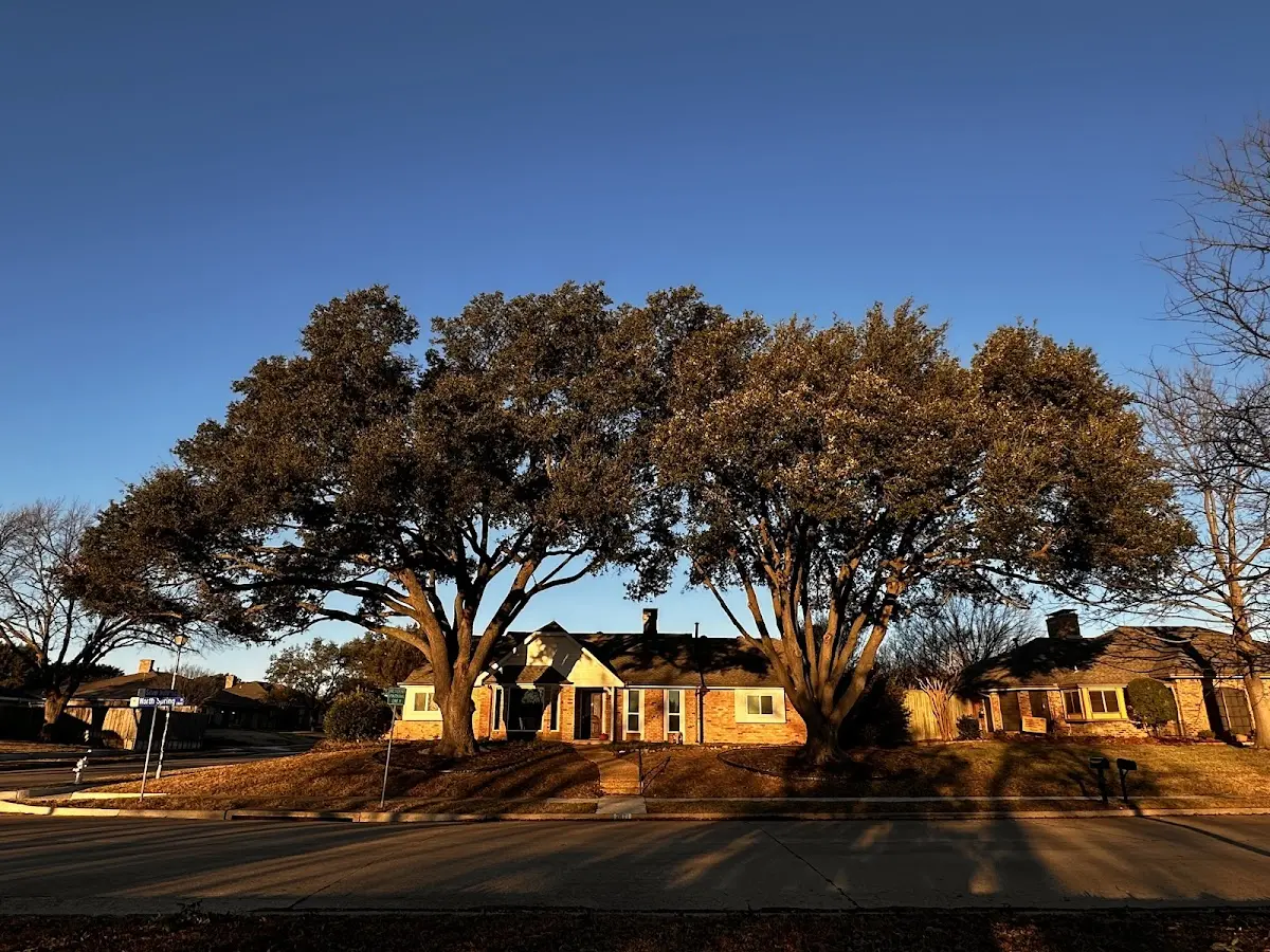 Established residential canopy tree shading a home in Manning